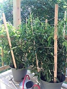 Tomatoes at Lake Country Cottage