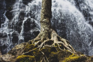 tree roots and waterfall