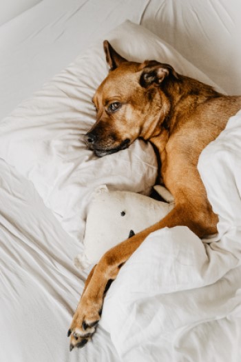 Dog laying in bed.